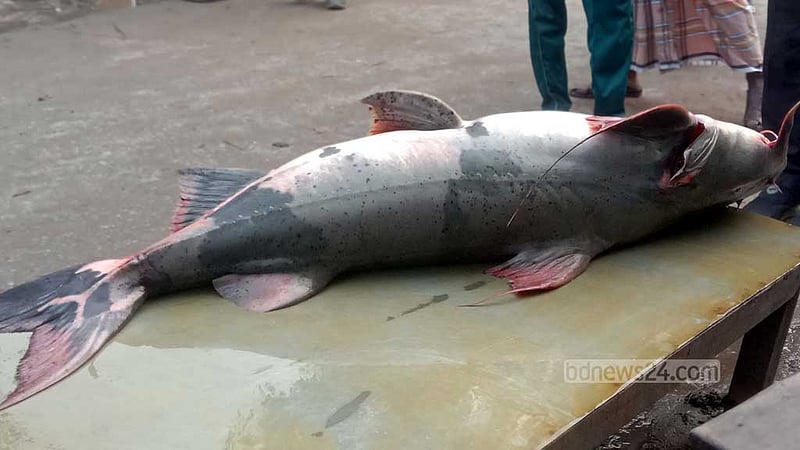 যমুনার ৩৮ কেজির বাঘাইড় বিক্রি হল ৪৮ হাজারে