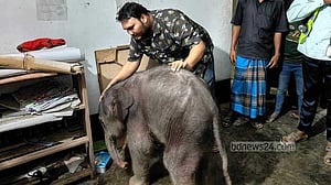 টেকনাফ পাহাড়ে বাচ্চা প্রসবের পর মা হাতির মৃত্যু