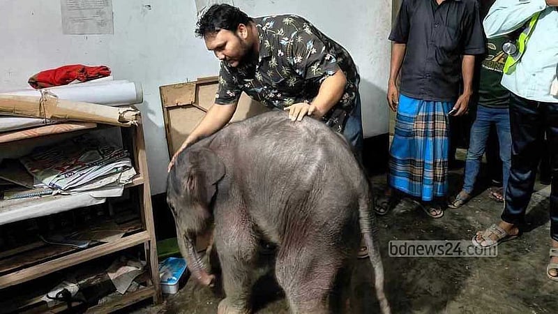 টেকনাফ পাহাড়ে বাচ্চা প্রসবের পর মা হাতির মৃত্যু