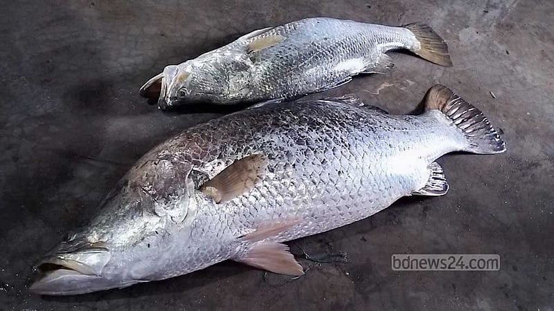নাফ নদীতে বড়শিতে আটকাল ৩২ কেজির জোড়া কোরাল, বিক্রি ৪০ হাজারে