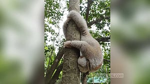 বান্দরবানে লোকালয় থেকে লজ্জাবতী বানর উদ্ধার