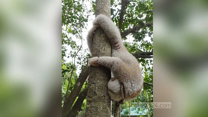 বান্দরবানে লোকালয় থেকে লজ্জাবতী বানর উদ্ধার