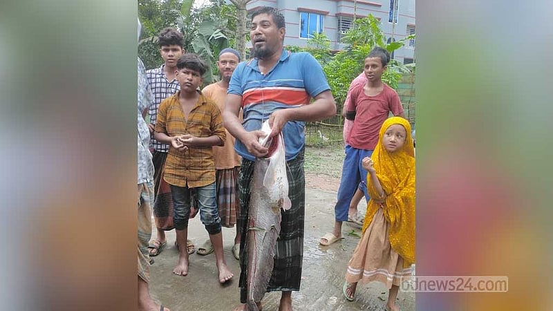 বরিশালে ‘মরা খালে’ মিলল ১০ কেজির বোয়াল