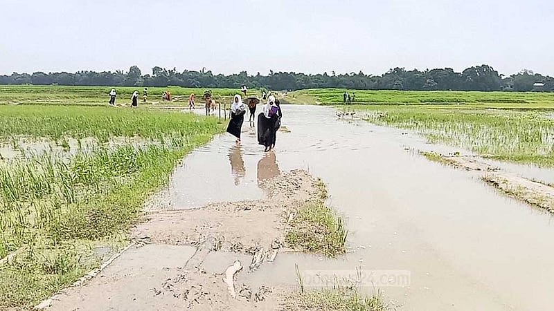 চাঁপাইনবাবগঞ্জে বেহাল সড়কে ধানের চারা লাগিয়ে বিক্ষোভ