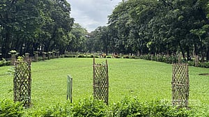 দেশি গাছে সাজছে ঢাকা বিশ্ববিদ্যালয়