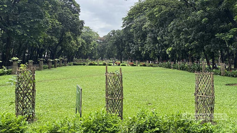 দেশি গাছে সাজছে ঢাকা বিশ্ববিদ্যালয়