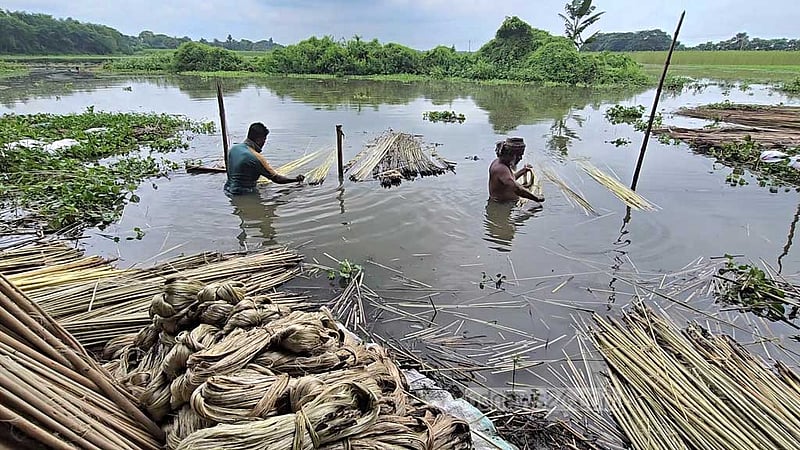 বৃষ্টিতে হাসি ফুটেছে ফরিদপুরের পাট চাষিদের মুখে