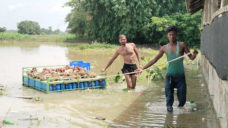 ফেনীতে এখনো পানিবন্দি প্রায় ৭ হাজার পরিবার