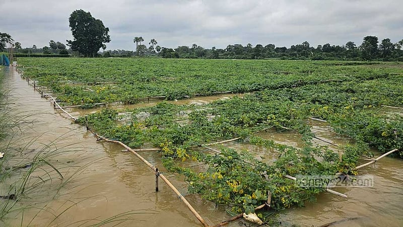 গোমতীর পানি বাড়লে চরের কৃষকের কান্নাও বাড়ে