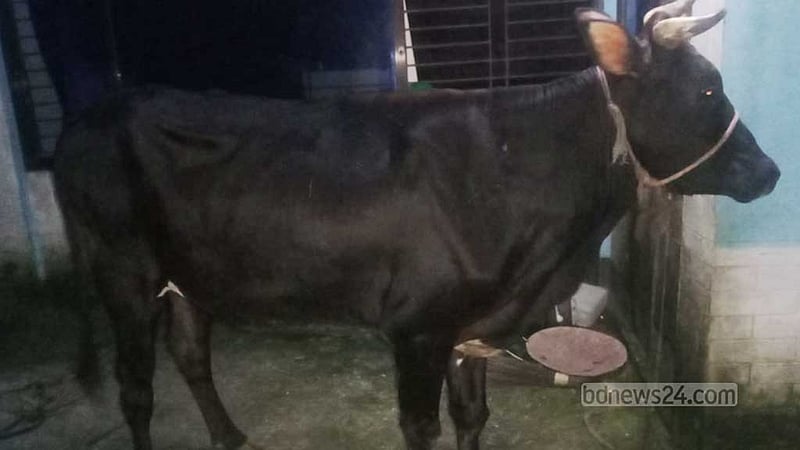 গাজীপুরে ‘গরু চোর চক্রের’ ৭ সদস্য গ্রেপ্তার, গরু উদ্ধার