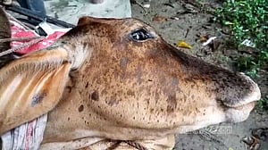 রগ কেটে দেওয়ায় মৃত্যুযন্ত্রণায় ছটফট গরুর, অভিযোগ প্রতিবেশীর বিরুদ্ধে