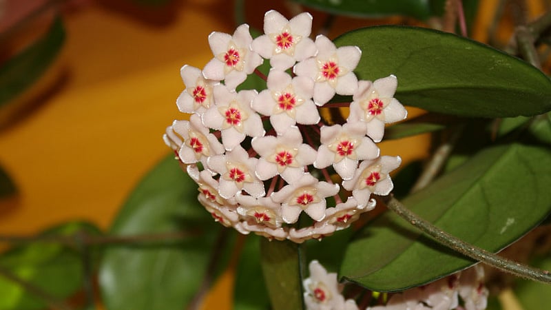ঘরে সুগন্ধ ছড়াবে যেসব গাছ