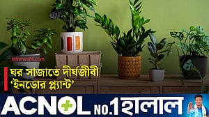ঘরের শোভা বাড়ায় যে দীর্ঘজীবী গাছ