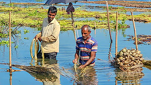 পাট ঘরে তুলতে ব্যস্ত চাষি