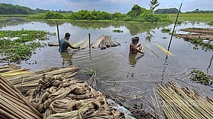 সোনালী আঁশ ছাড়ানোর ব্যস্ততা ফরিদপুরে