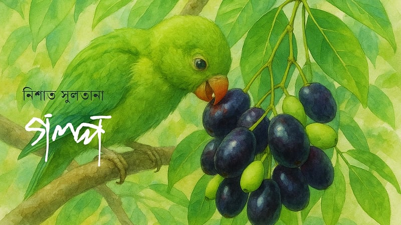 গাছেরা যা জানে, পাখিরা যা শেখে