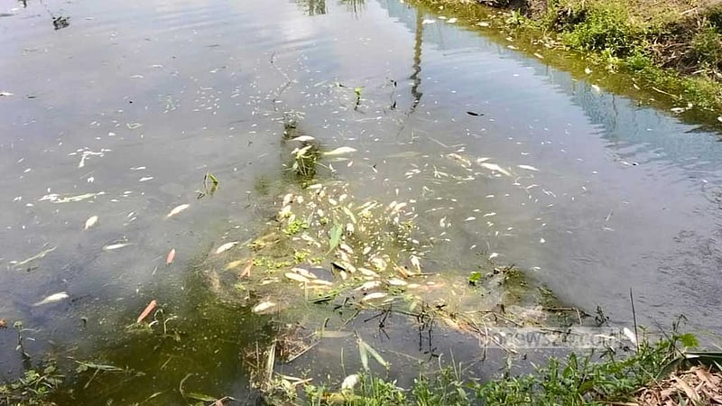 লালমনিরহাটে পুকুরে বিষ দিয়ে মাছ নিধনের অভিযোগ