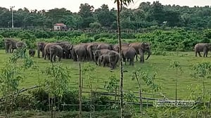 বন্যহাতি রক্ষায় শেরপুর সীমান্তে মাইকিং