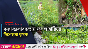 বন্যা-জলাবদ্ধতা: নোয়াখালীতে ৫ হাজারের বেশি হেক্টর জমির ফসলের ক্ষতি