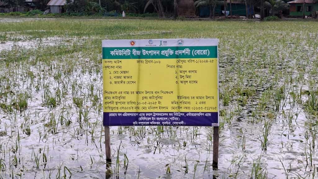 বন্যা: নোয়াখালীতে আমনের বীজতলা ও আউশের ব্যাপক ক্ষতি