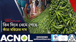 নওগাঁয় কাঁচা মরিচের দাম কমে অর্ধেক