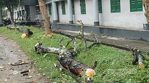 রাবিতে ‘নিরাপত্তার’ অজুহাতে গাছ কর্তন, শিক্ষার্থীদের প্রতিবাদে বন্ধ