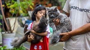ছাদে শখের খামার