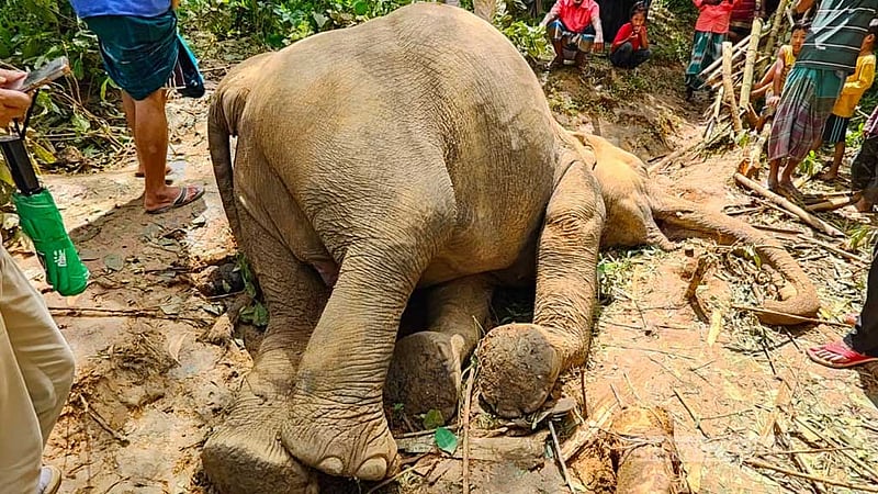 শেরপুরের সীমান্ত থেকে বন্যহাতির মরদেহ উদ্ধার