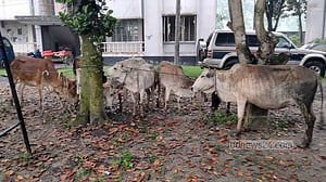 সিরাজগঞ্জে ট্রাক থামিয়ে ৭ চোরাই গরু জব্দ, দুইজন গ্রেপ্তার