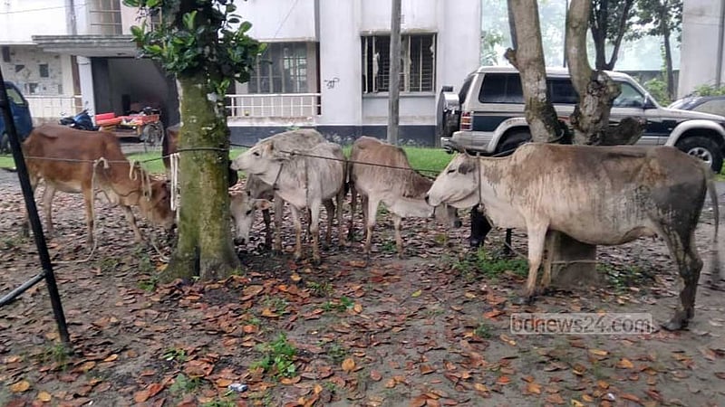 সিরাজগঞ্জে ট্রাক থামিয়ে ৭ চোরাই গরু জব্দ, দুইজন গ্রেপ্তার