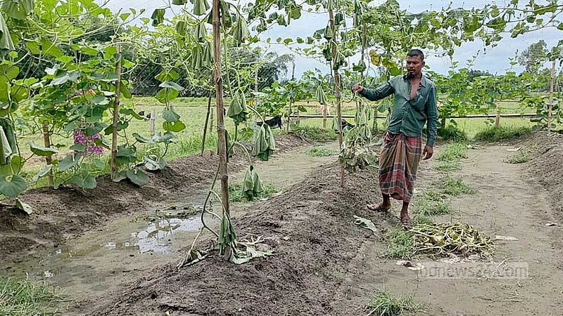 ঠাকুরগাঁওয়ে কৃষকের ২০ শতাংশ জমির লাউ গাছ কেটে সাবাড়
