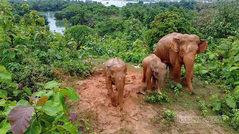 পাহাড়ে ‘বিরল গোলাপি’ হাতির দেখা