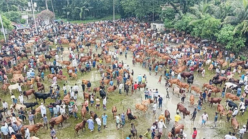 ভোলায় বৈরী আবহাওয়াতেও জমজমাট কোরবানির পশুর হাট
