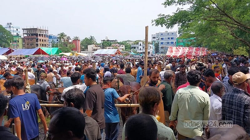 ব্রাহ্মণবাড়িয়ায় বৃষ্টির বাগড়ায় হাটে ক্রেতা কম, চলছে শেষ সময়ের বিক্রি