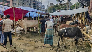 পশুর হাটে দেশি গরুই বেশি, বিদেশি বলতে ‘সংকর’