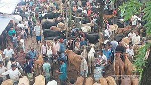 জমে উঠেছে চাঁদপুরের ‘সফরমালি’ পশুর হাট