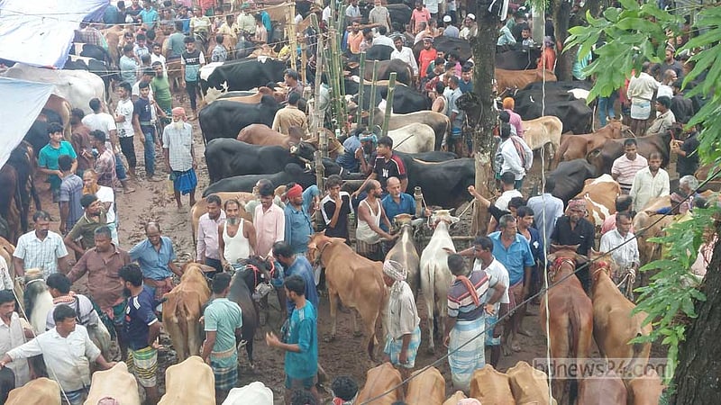 জমে উঠেছে চাঁদপুরের ‘সফরমালি’ পশুর হাট