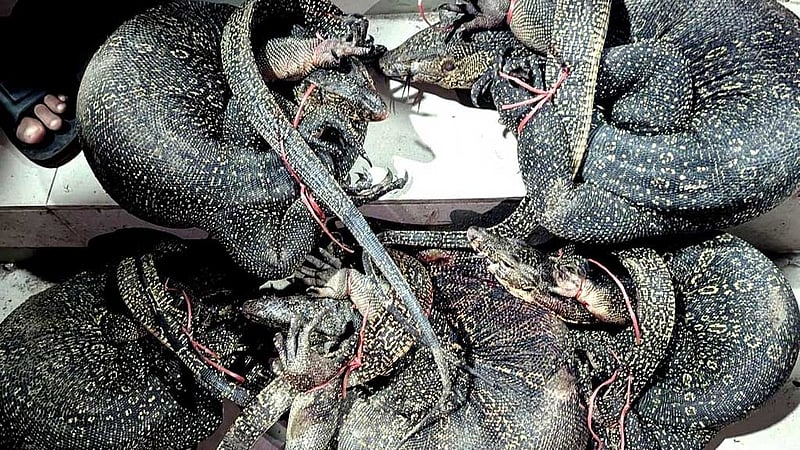 চন্দনাইশে বাজার থেকে উদ্ধার ৫টি গুইসাপ বনে অবমুক্ত