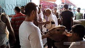 চট্টগ্রামের হাটে ছোট আর মাঝারি গরুর চাহিদা