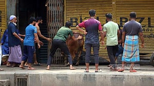 পশু জবাই নগরজুড়ে