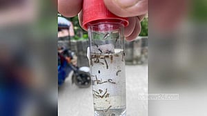 হামের ‘বিভীষিকা’ কাটার আগেই ডেঙ্গুর শঙ্কা