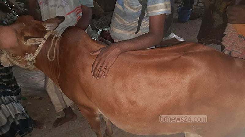 ঢাকায় সাধ্যের মধ্যে পশু মিলল শেষ দিনের হাটে
