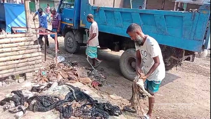 দিনাজপুরে চামড়া কিনে বিপাকে মৌসুমি ব্যবসায়ীরা, দাম পাচ্ছেন না