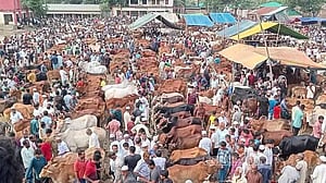 কোরবানি: ফেনীতে ৭০০ কোটি টাকার পশু বিক্রির আশা