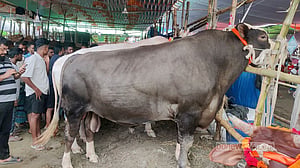 বড় গরুর রাজনৈতিক অর্থনীতি