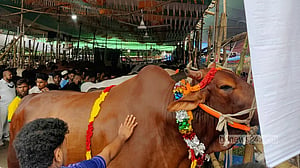 ‘বাকিগুলোর কী হবে বুঝতেছি না’, বড় গরু নিয়ে গাবতলীতে হতাশা