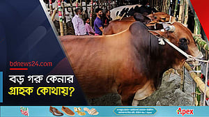 গাবতলী হাটে বড় গরুর সরবরাহ বেশি, ক্রেতা কম