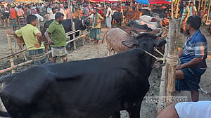 চোরাইপথে নয়, বৈধ উৎসে কোরবানির পশু কেনার আহ্বান প্রতিমন্ত্রীর