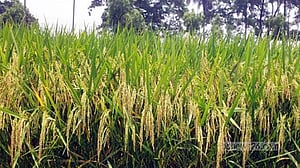 লবণাক্ততা সহনশীল, ব্লাস্ট রোগ প্রতিরোধীসহ ধানের ৩ জাত উদ্ভাবন ব্রির
