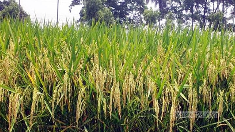 লবণাক্ততা সহনশীল, ব্লাস্ট রোগ প্রতিরোধীসহ ধানের ৩ জাত উদ্ভাবন ব্রির